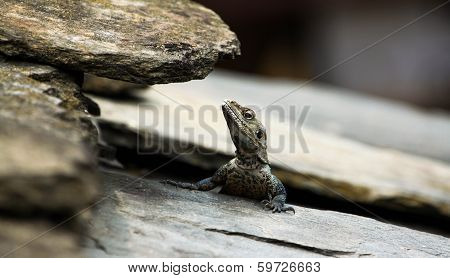 Blue Lizard