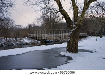 birch tree in ice