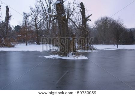 Tree Stumps In Frozen Swamp