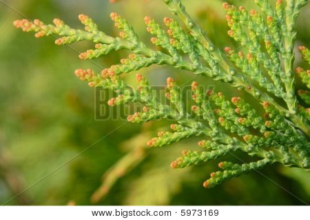Thuja Occidentals สาขา