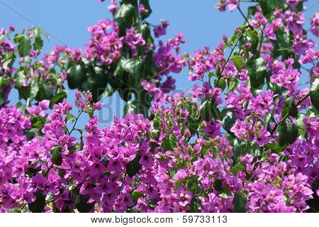 Beautiful Bougainvillea Flowers