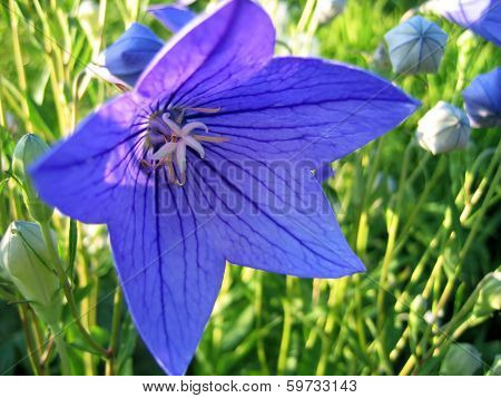 Closeup Of Beautiful Blue Flower