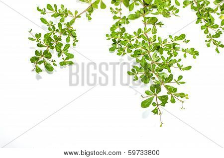Leaves (terminalia Ivoriensis A. Chev)