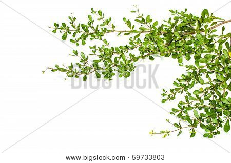 Leaves (terminalia Ivoriensis A. Chev)