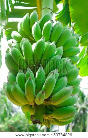 Cultivated Banana