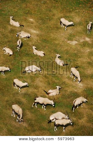 Antilope