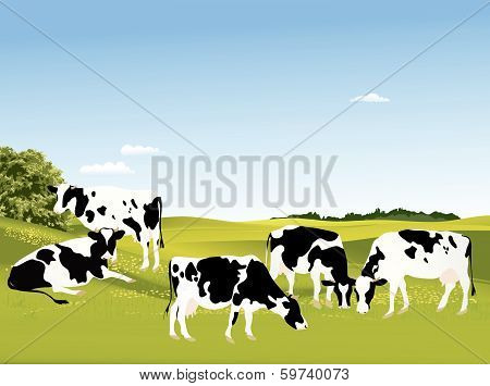 Cows
