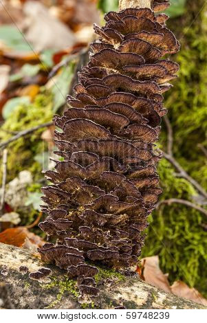 Fungi