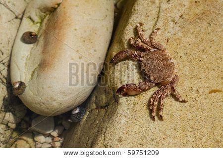 crabs on the rocks
