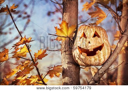 Halloween Pumpkin On The Tree