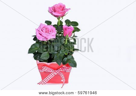Shot of pink Valentine roses