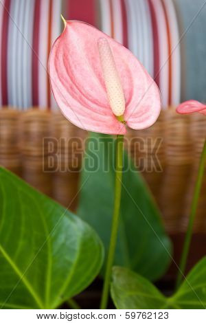 Flamingo Flower