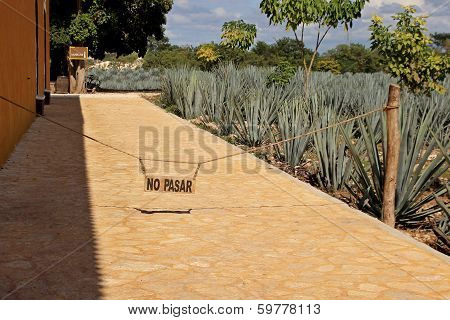 Blue Agave Plantation