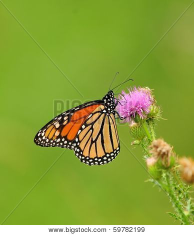 Monarch butterfly, danaus plexippus