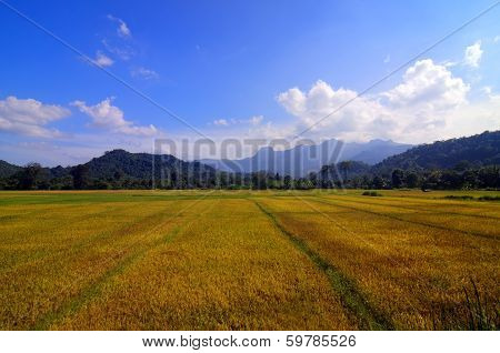 Rich golden paddy fields in srilanka