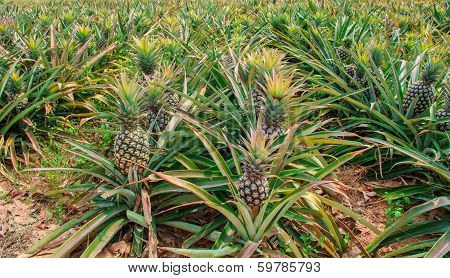 Pineapple fruit on the bush
