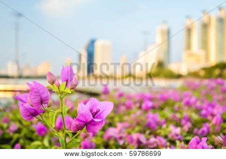 Bougainvillea flower