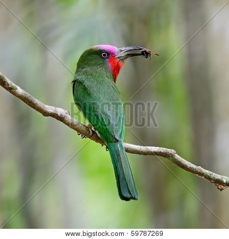 Male Red-bearded Bee-eater