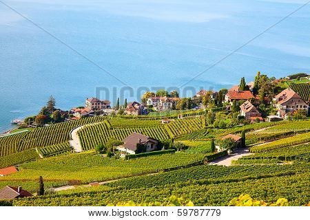Vineyards of the Lavaux region over lake Leman (lake of Geneva)