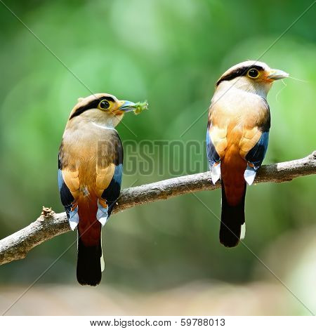 Silver-breasted Broadbill