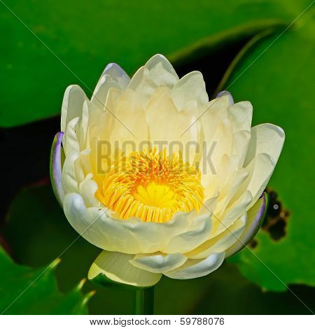 Waterlily