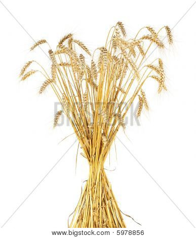 Weizen sheaf