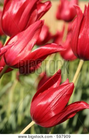 Červené tulipány