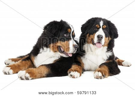 Bernese Mountain Dog