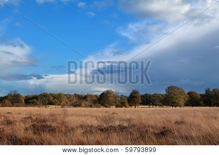 Autumn Meadow Over Blue Sky