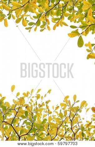 orange leaves and branches on white background