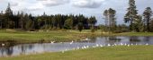 Vögel auf einem Golfplatz