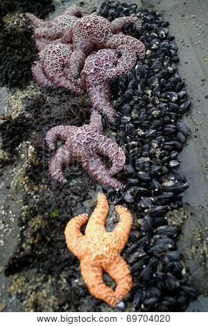 Seastars