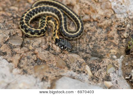 Thamnophis Cyrtopsis