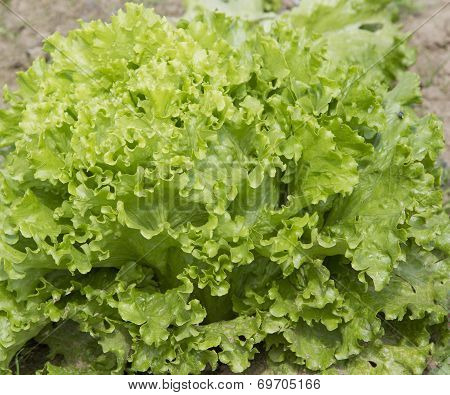 Green lettuce