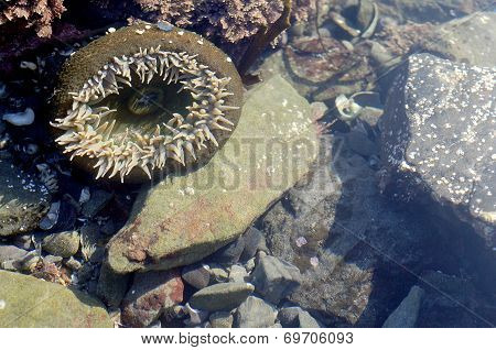 Sea Anemone