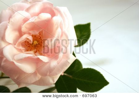 Rose Rosa