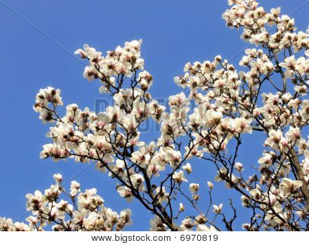 Magnolie