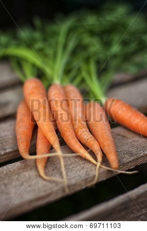 Fresh Carrots