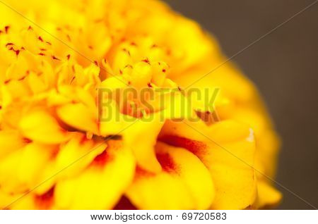 marigold center
