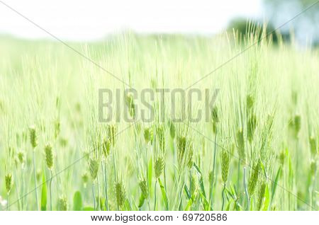 wheat field