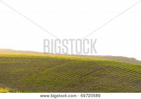 corn field