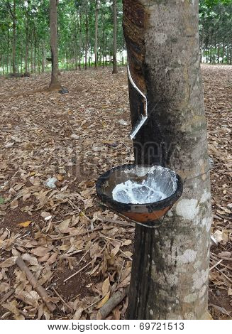 Rubber Tree Plantation