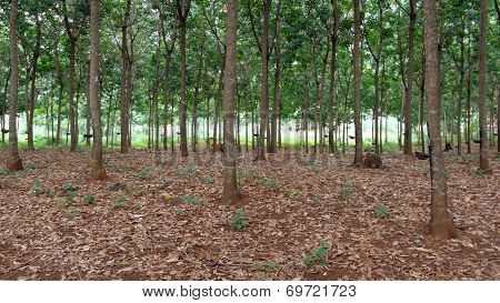 Rubber Tree Plantation