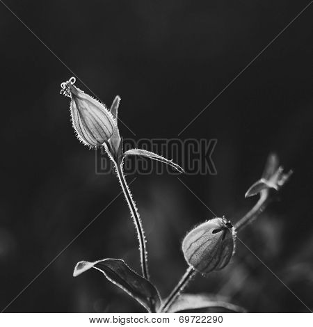 black and white branches with blossoms, shallow DOF