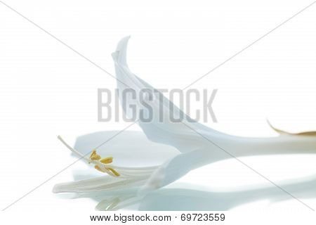 Beautiful Flower Hosta