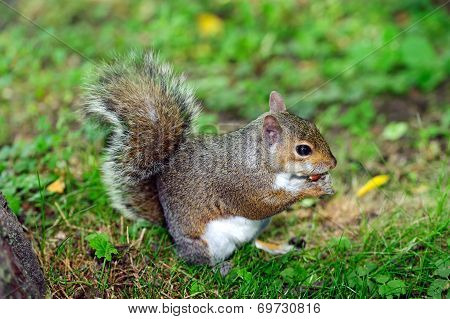 Grey Squirrel - Sciurus carolinensis