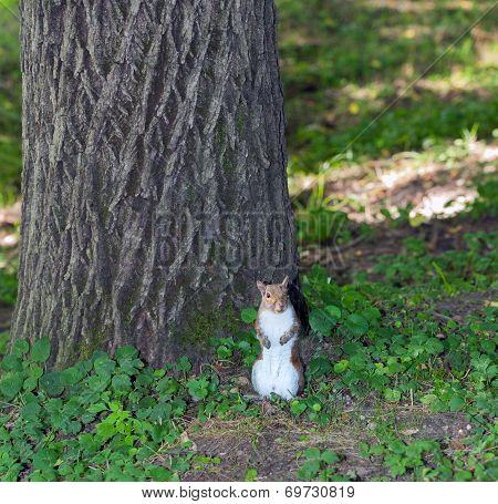 Grey Squirrel - Sciurus carolinensis