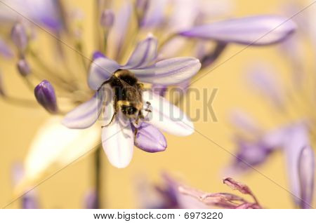 Abelha na flor