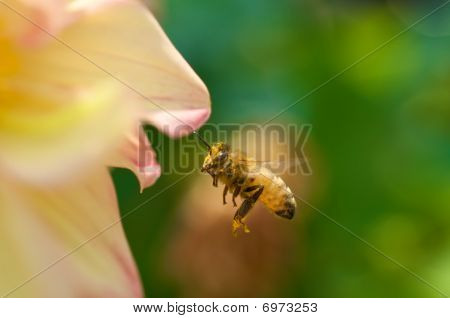 Abelha na flor