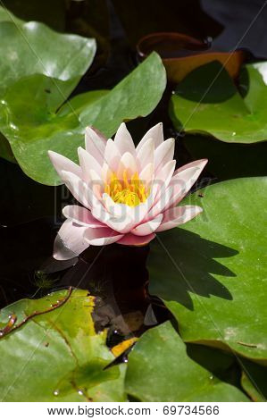Water Lily
